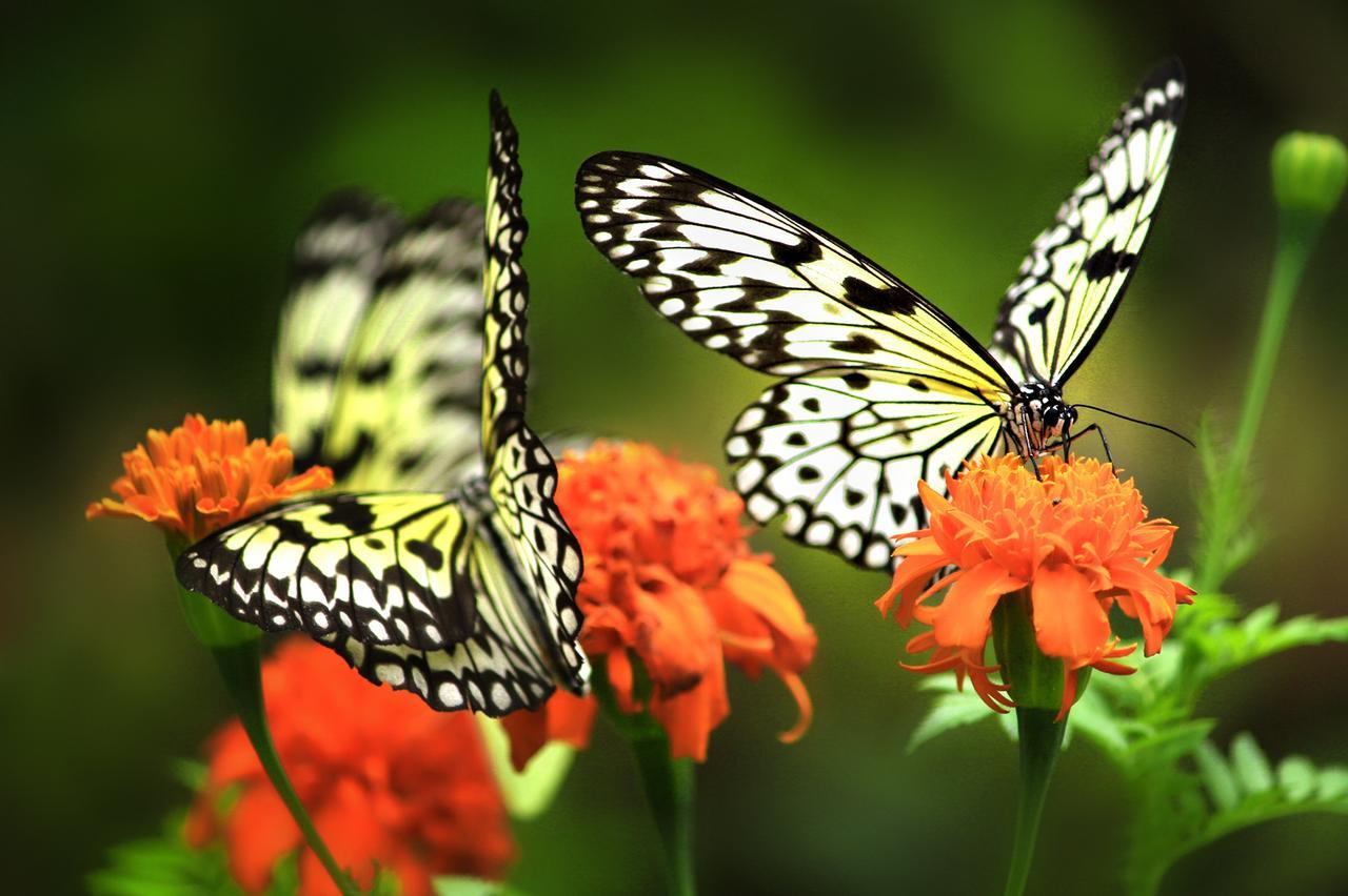 Eden Nature Park And Resort Davao City Екстериор снимка