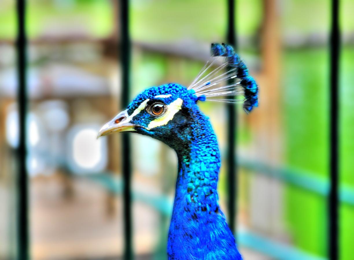 Eden Nature Park And Resort Davao City Екстериор снимка